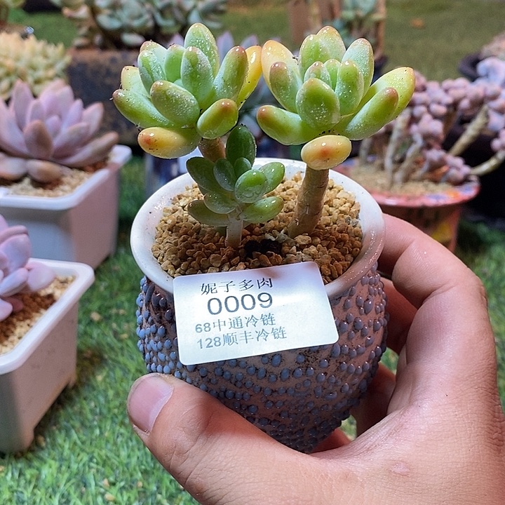 0009啊啊啊啊啊啊啊啊