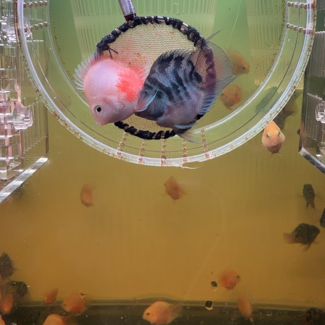 鹦鹉鱼胭脂粉一对