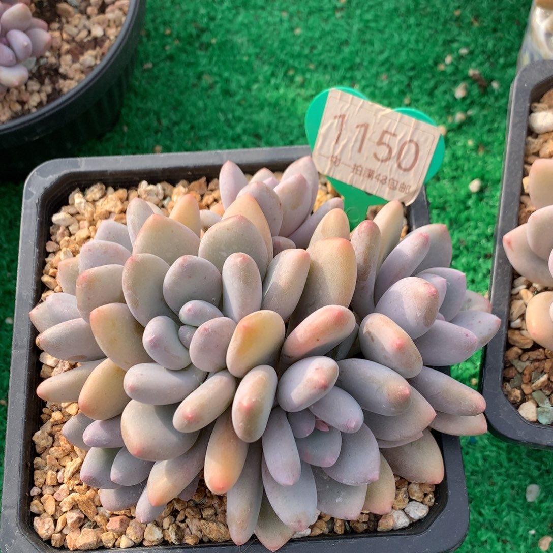 三明治美人无砍平头1150