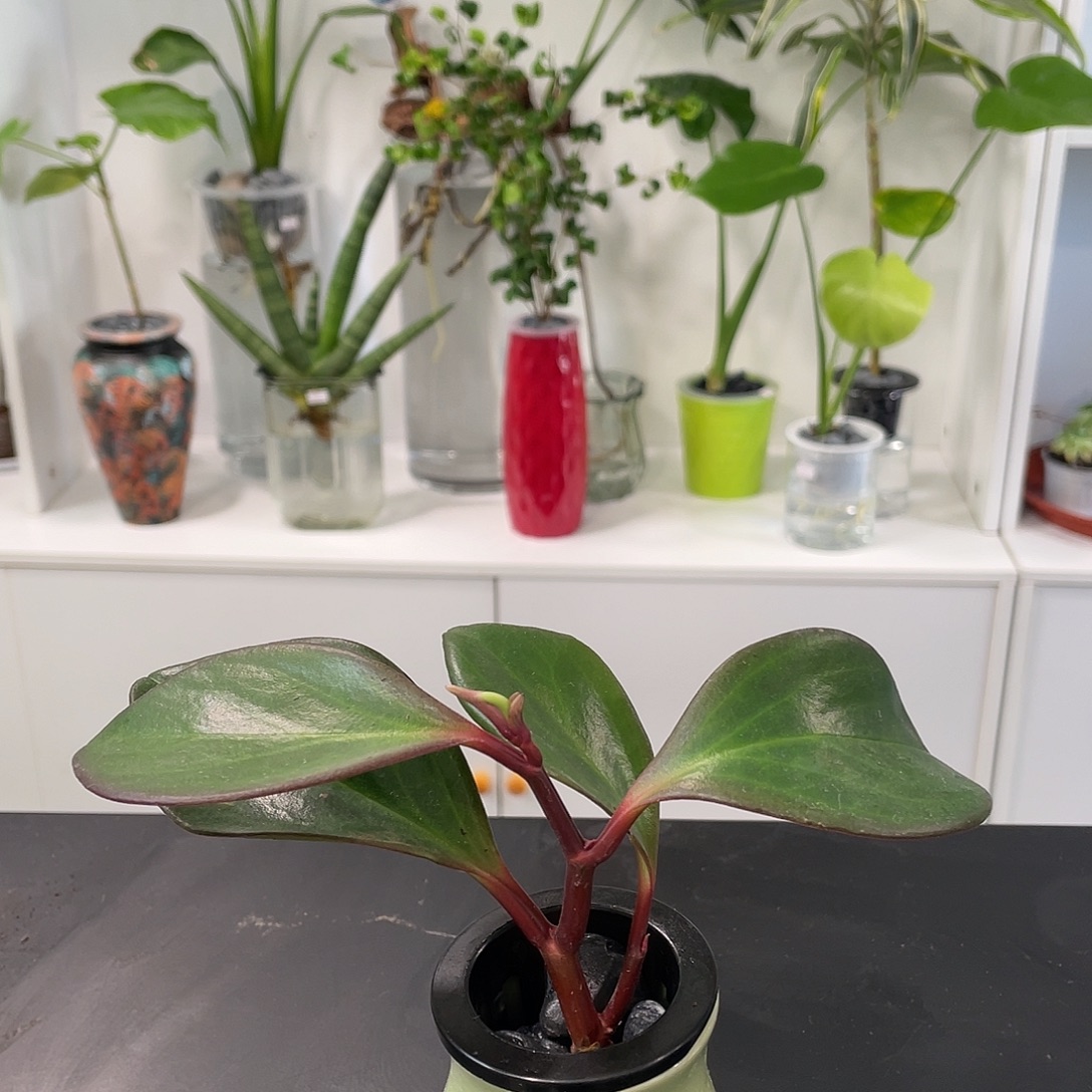 无花朵水培植物栽培技术111