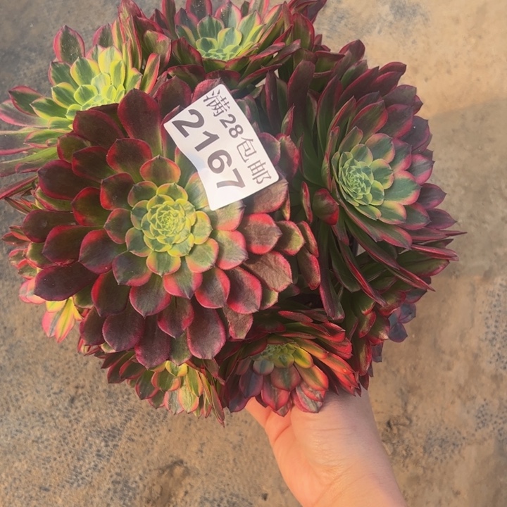 2167朝霞多肉植物