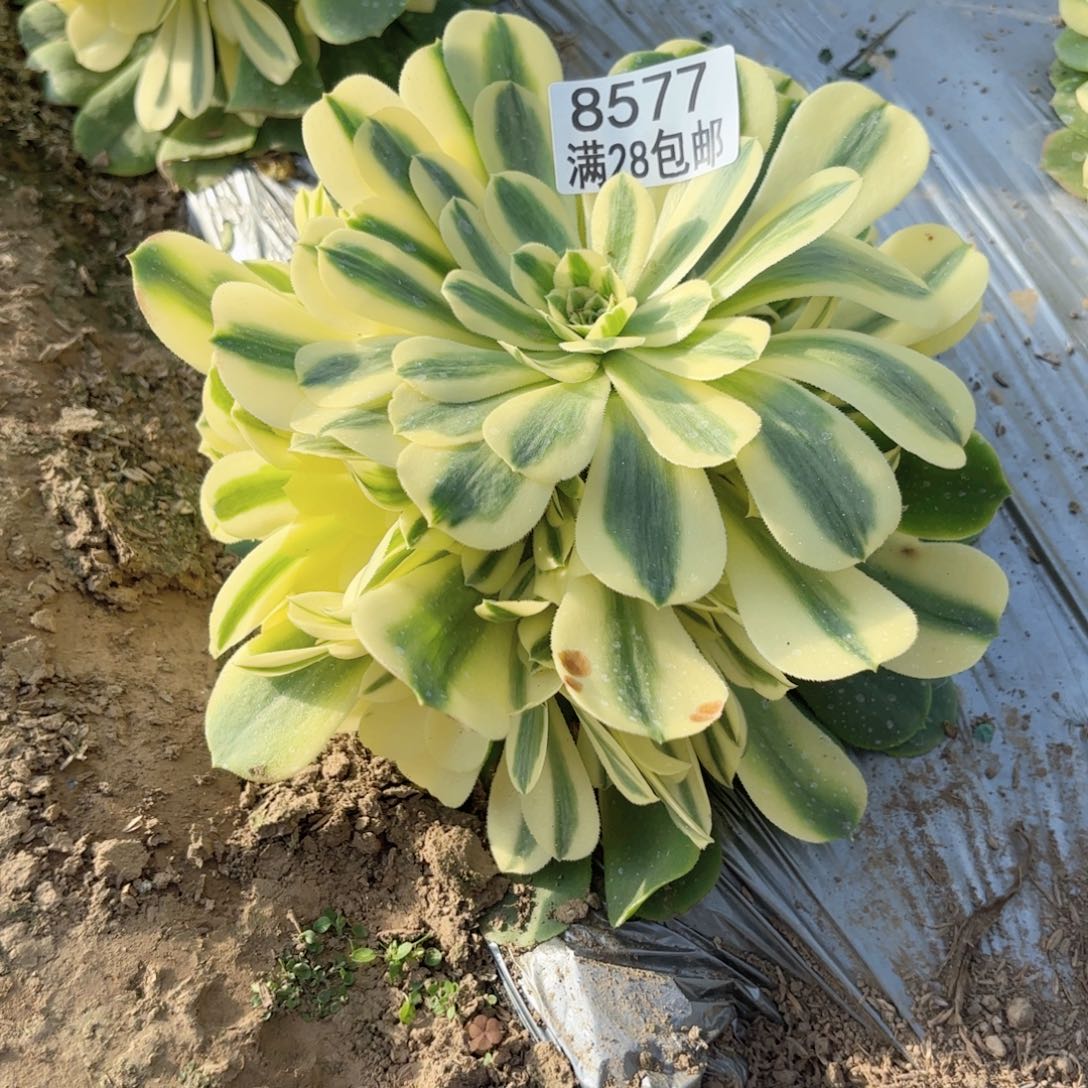 F. 8577辛尼雅多肉