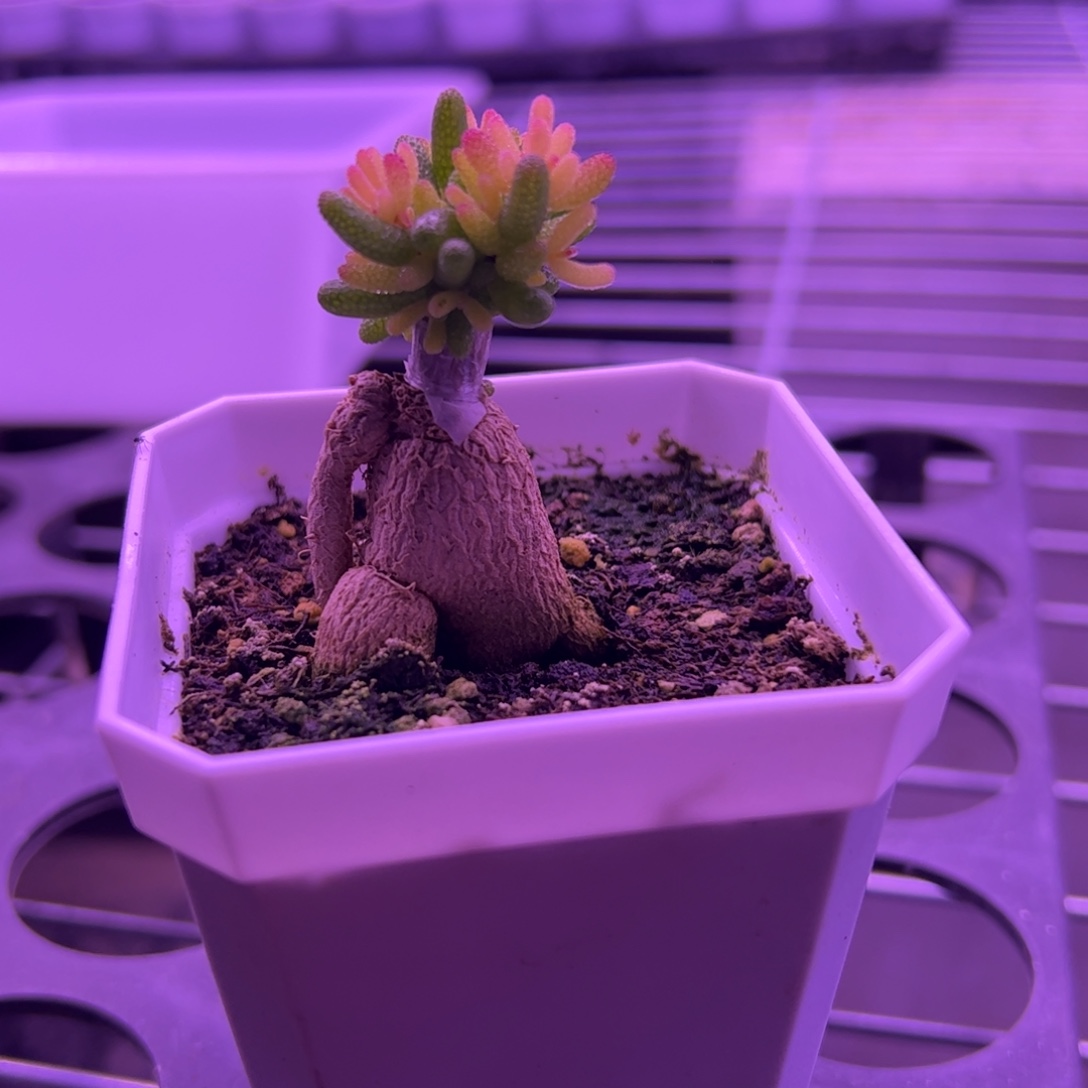 多肉植物枝干嫁接