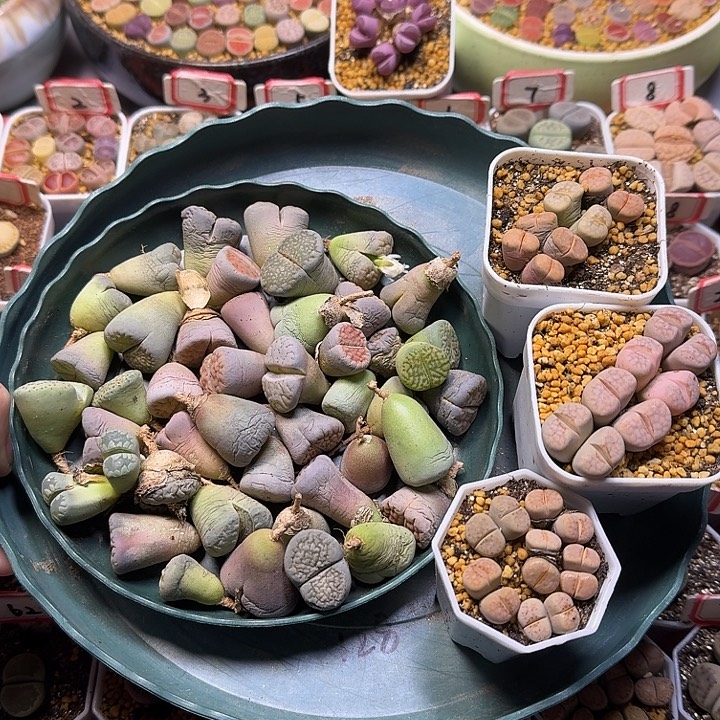 奕***艺生石花111111。      无售后。   270