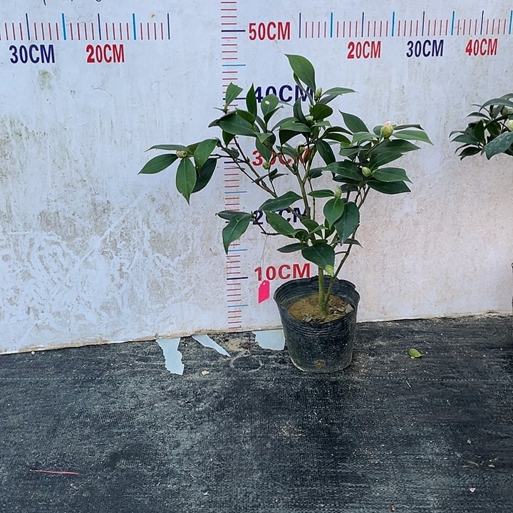 完全开放白底五色赤丹