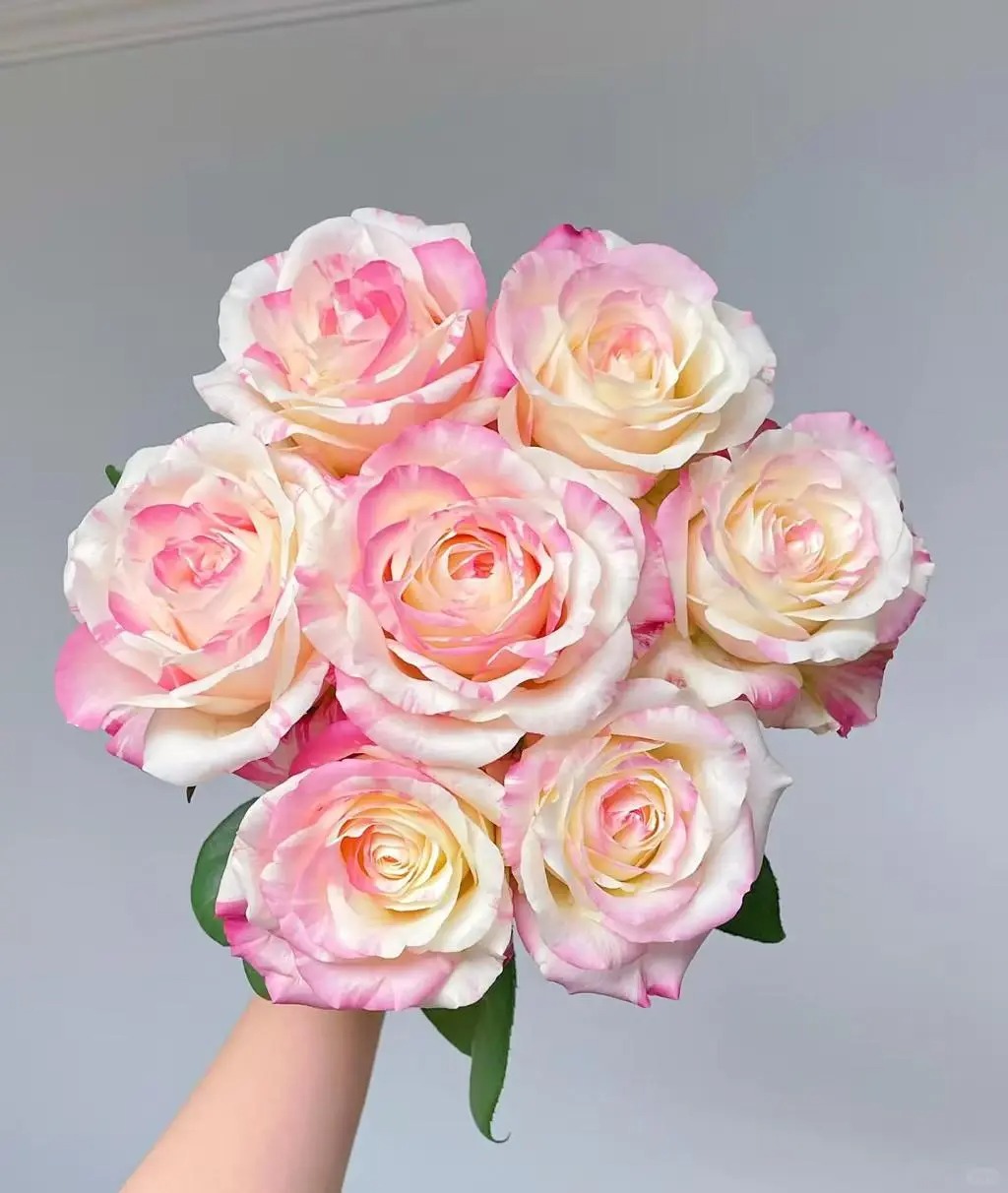 （蔓蔓）霓裳单头玫瑰15支+5支防损 1单包邮