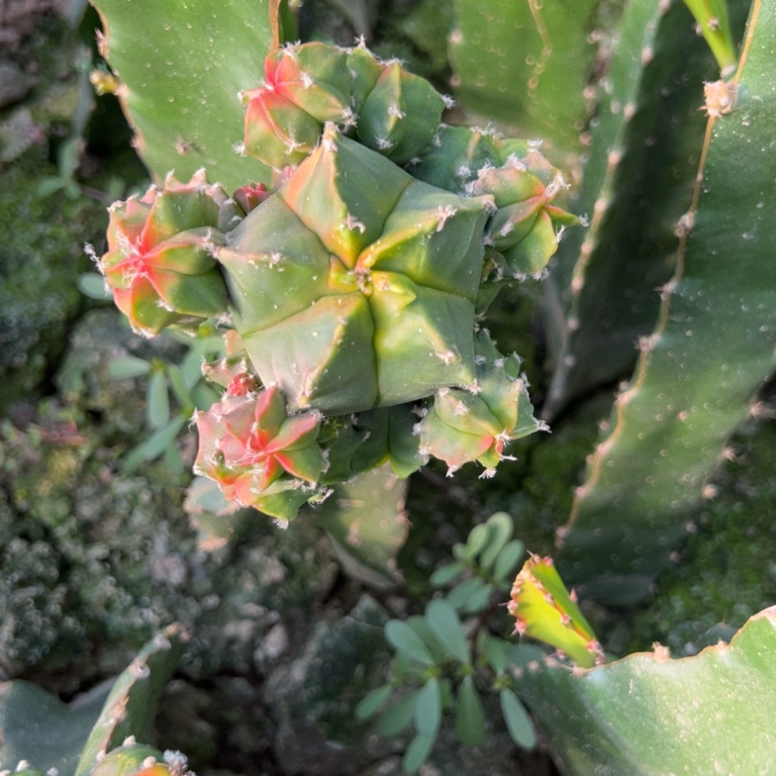 蓝***熙红叶鸾三个319-320加图片219兜锦仙人球