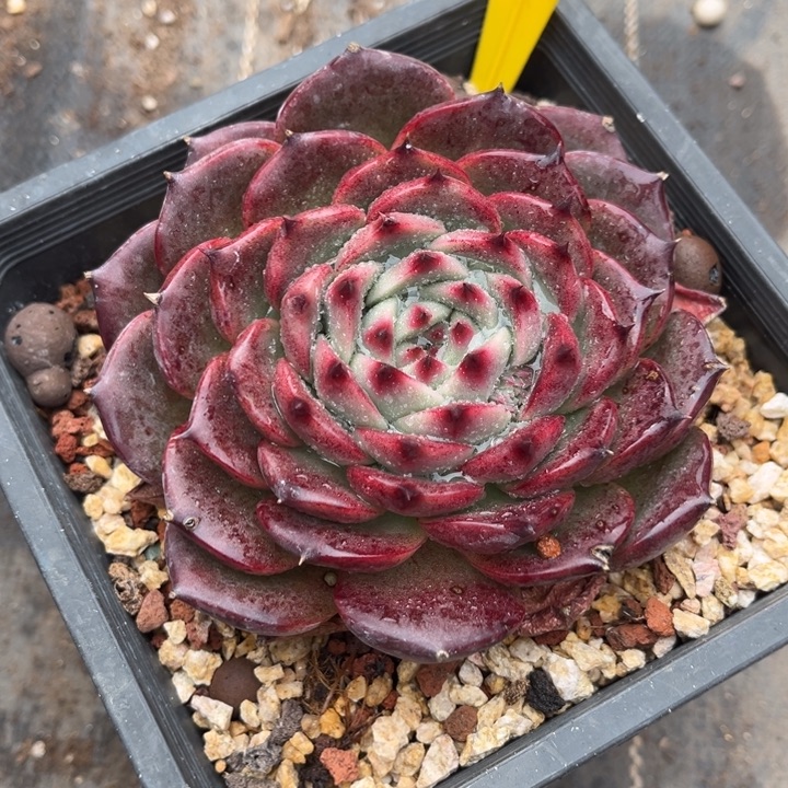 G***A1212 00000多肉000000