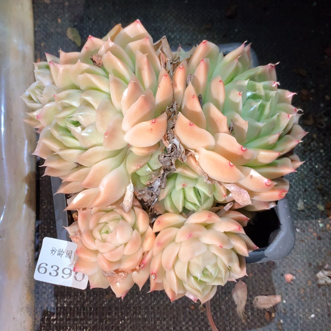 6390不包掉头整散特价处理