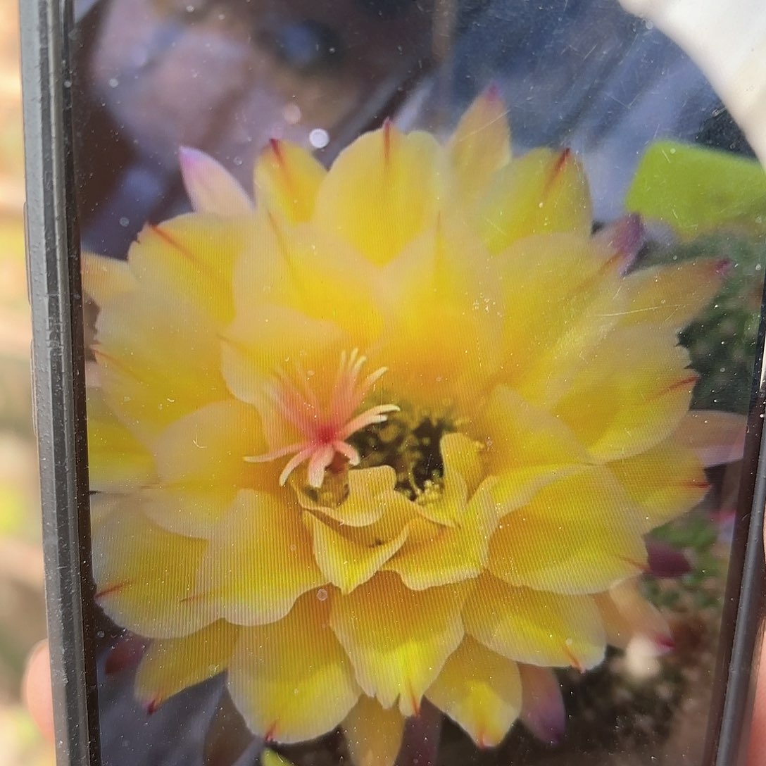 毛花柱发一高六七公分