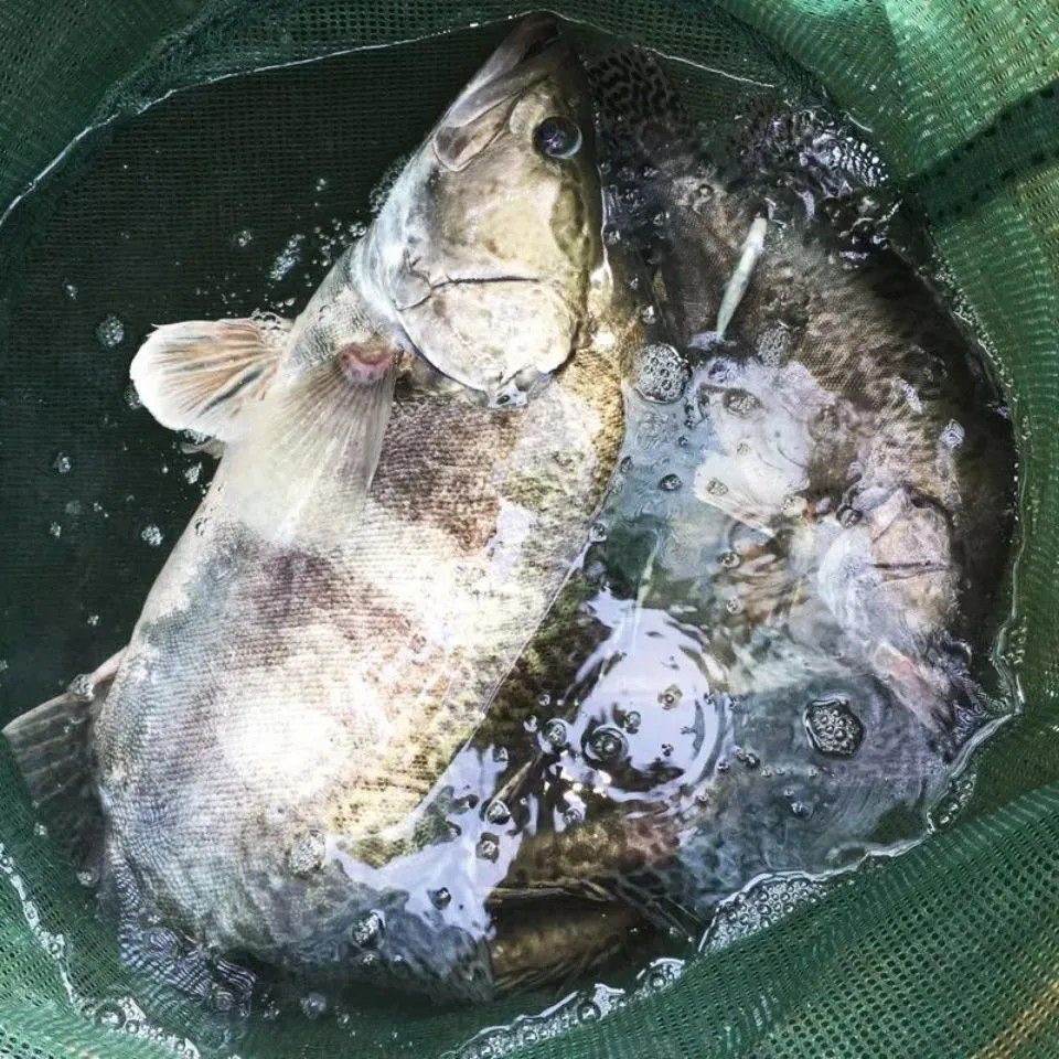 新鲜鳜鱼活鱼现杀真空速冻冰鲜