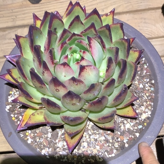 美肉特价活动开始啦