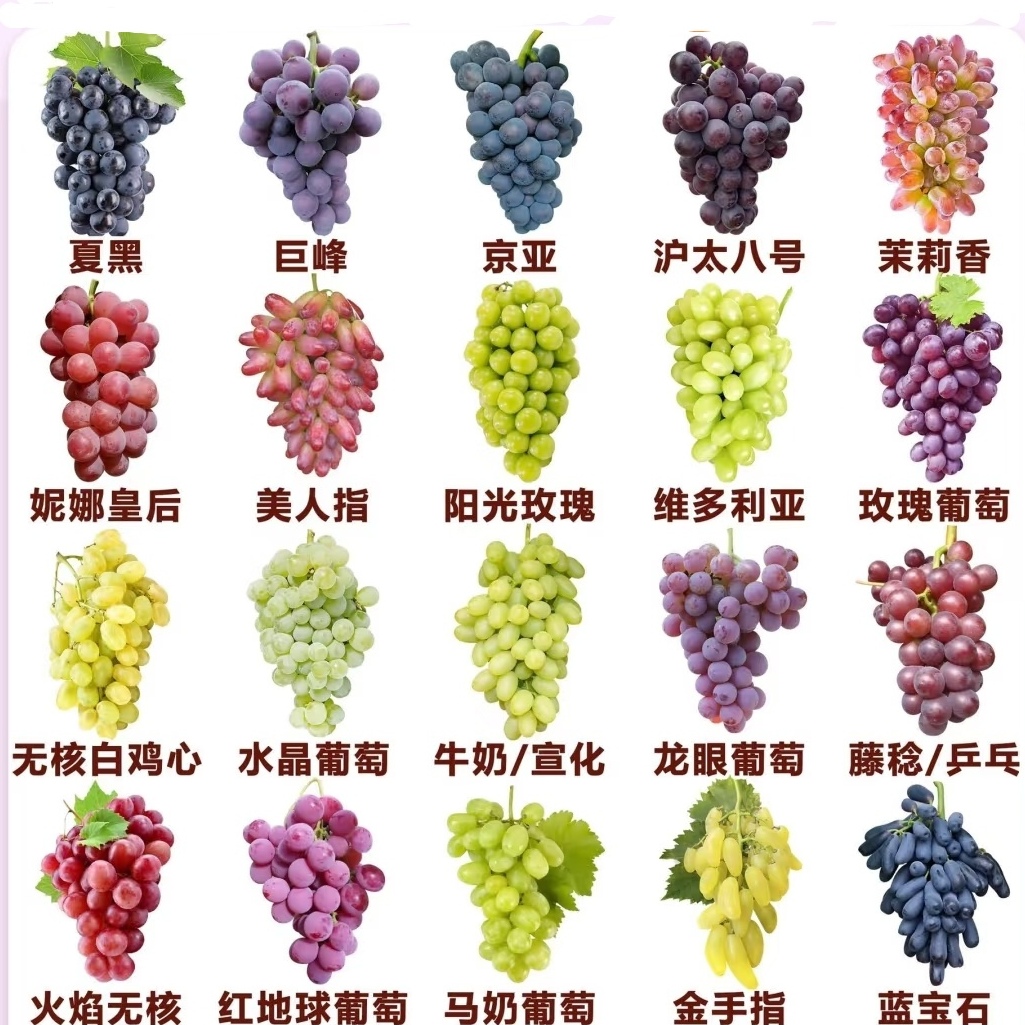 【前50名福利】（马陆特产葡萄）上海嘉定马陆特产葡萄巨峰巨玫瑰奶油金香一号等新鲜水果上海市