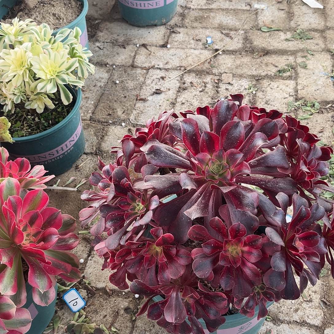 6美杜莎法师多肉植物法师