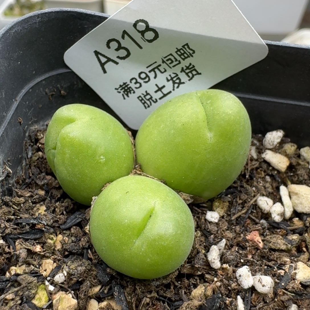 328哈哈哈哈哈哈哈哈