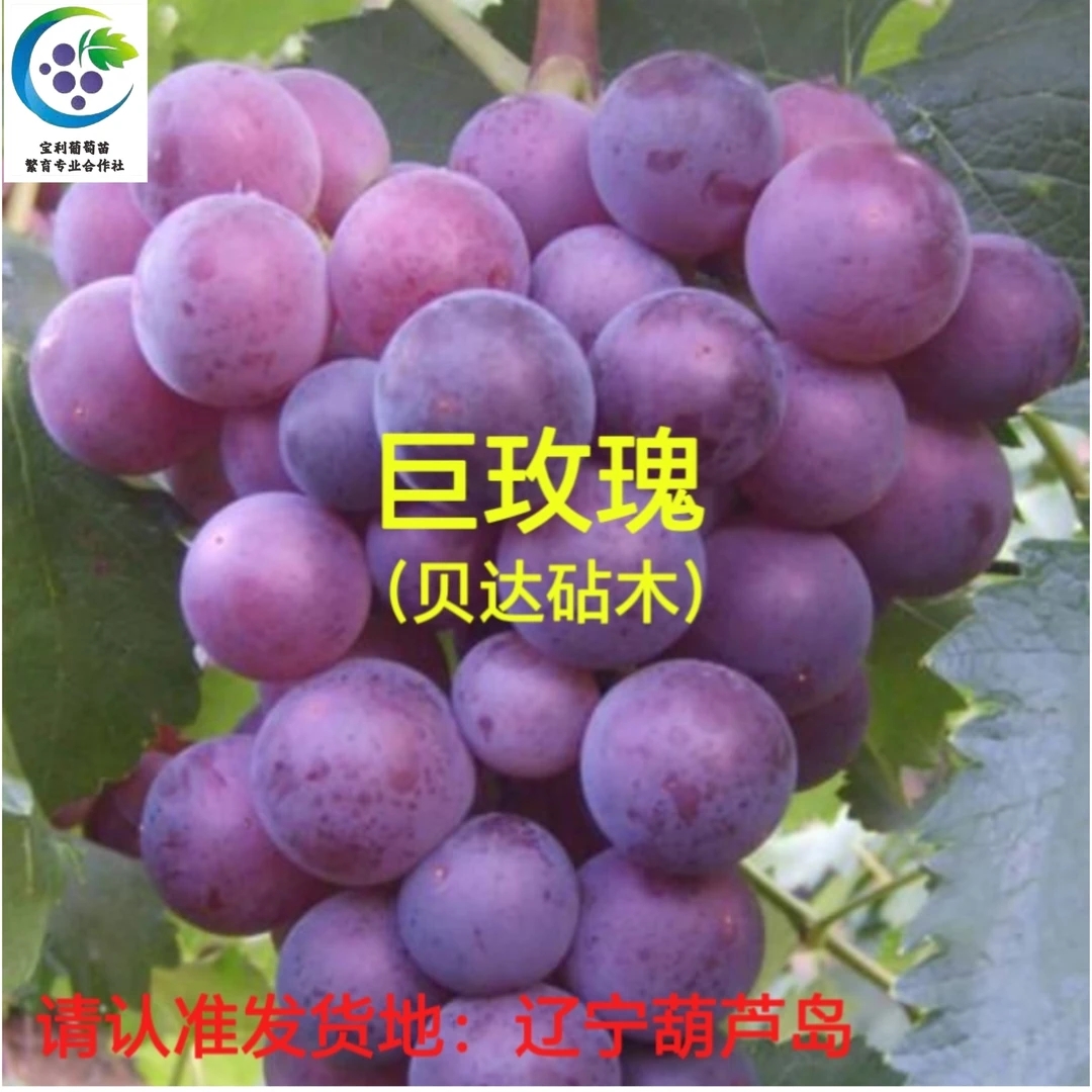 巨玫瑰  嫁接苗 贝达砧木（一年苗 ）