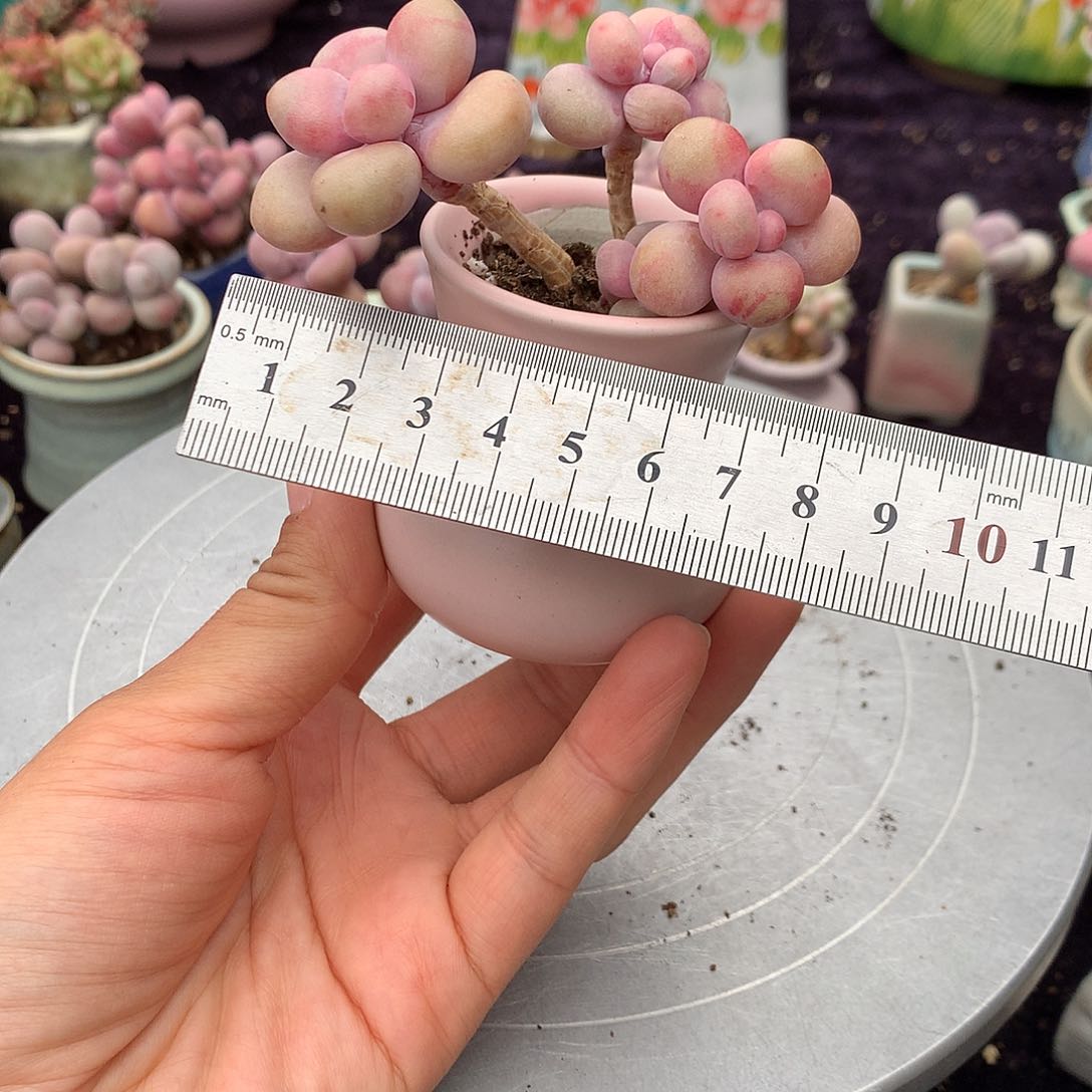 36感带盆偏远地区不包邮的