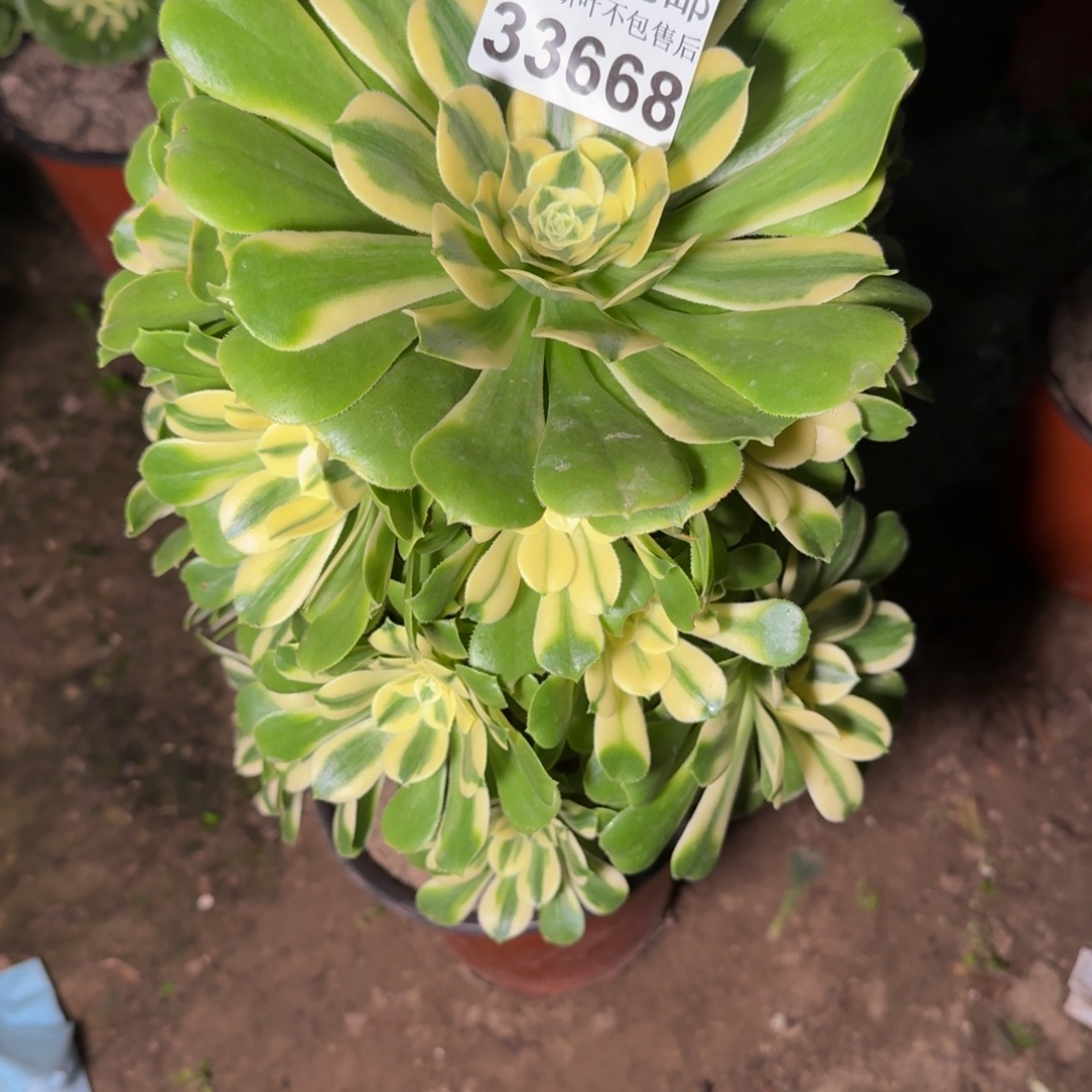 33668辛尼亚多肉植物