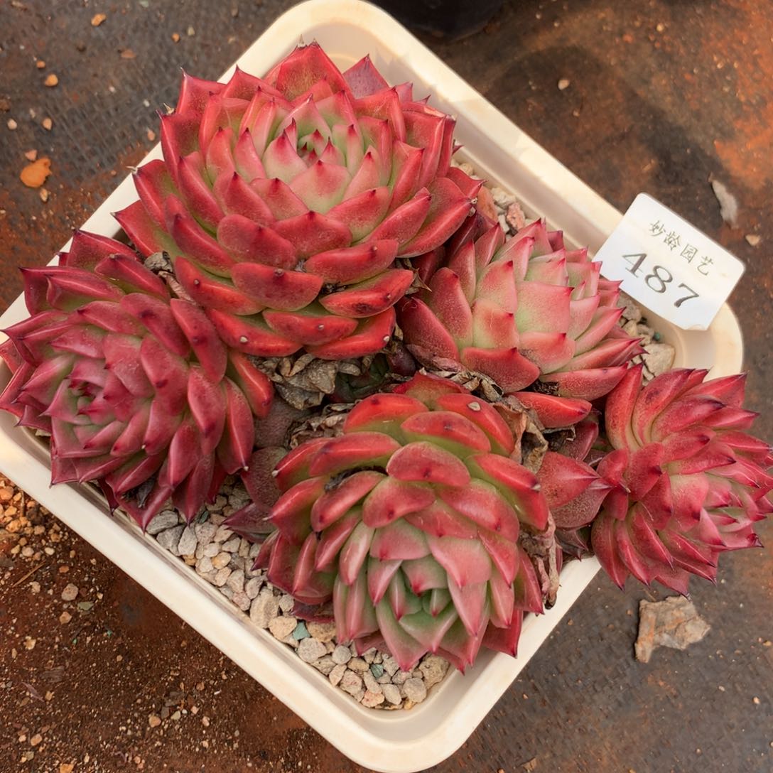 487杂交多肉老桩16冠