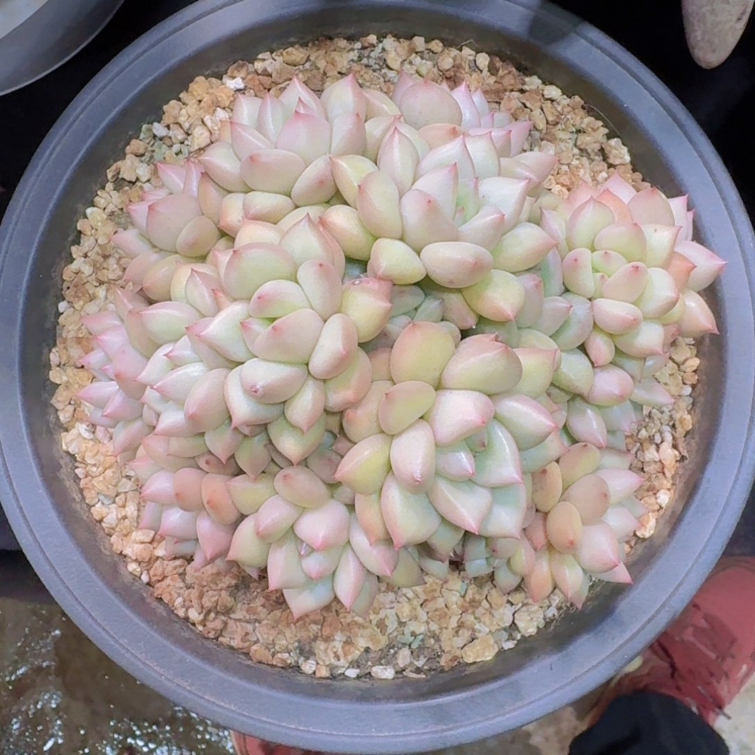 黄金象牙多肉一物一拍