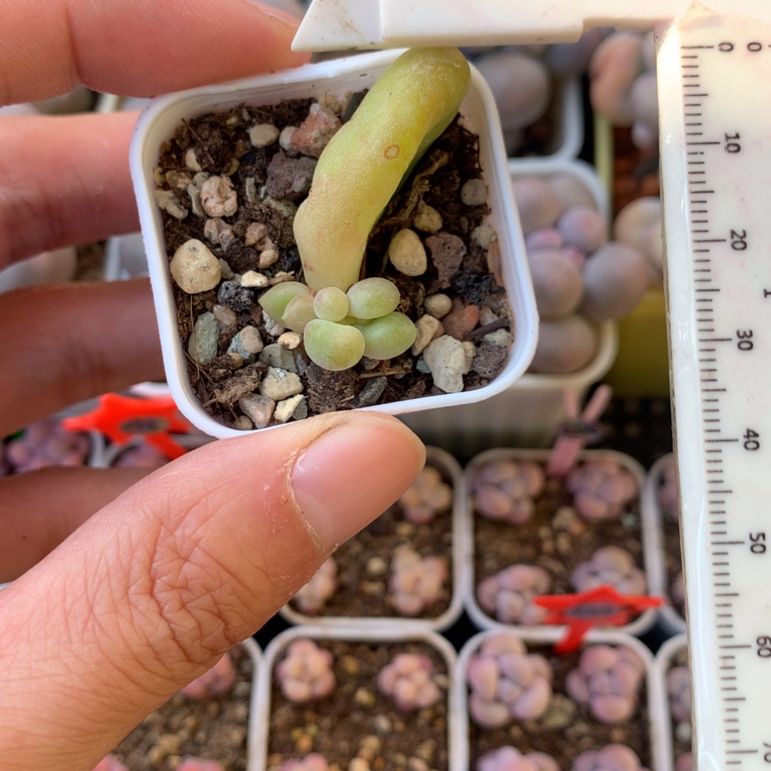 乌里韦亚叶插苗双头