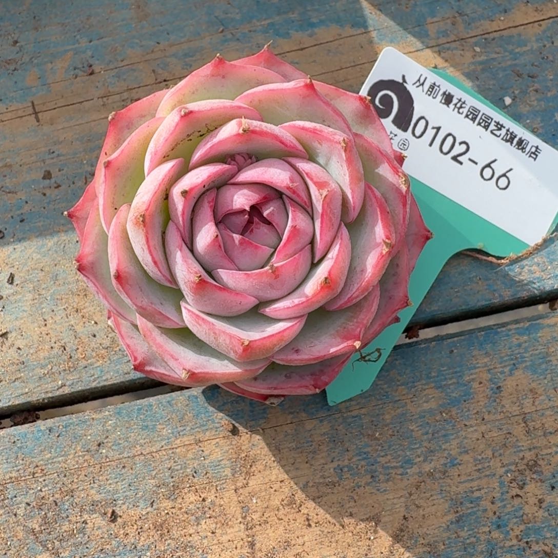 从前慢多肉精选编号0102.66