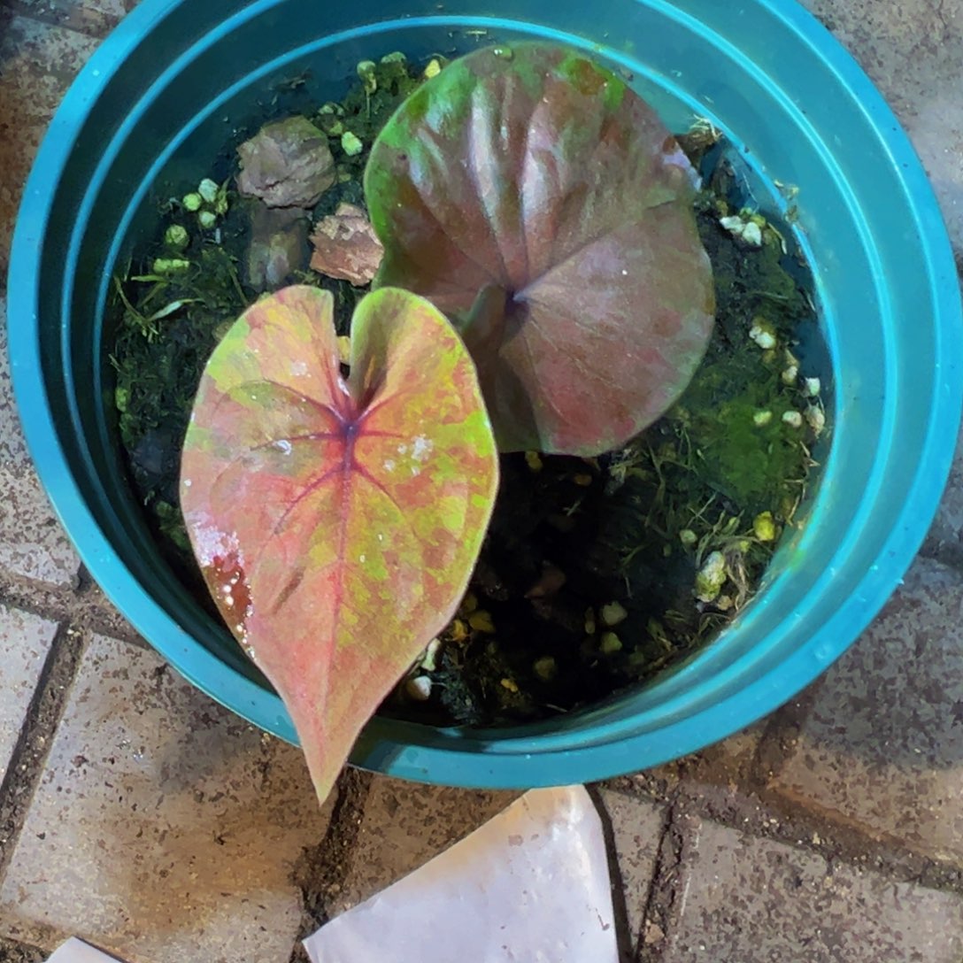 y***y完全开放5929泰彩