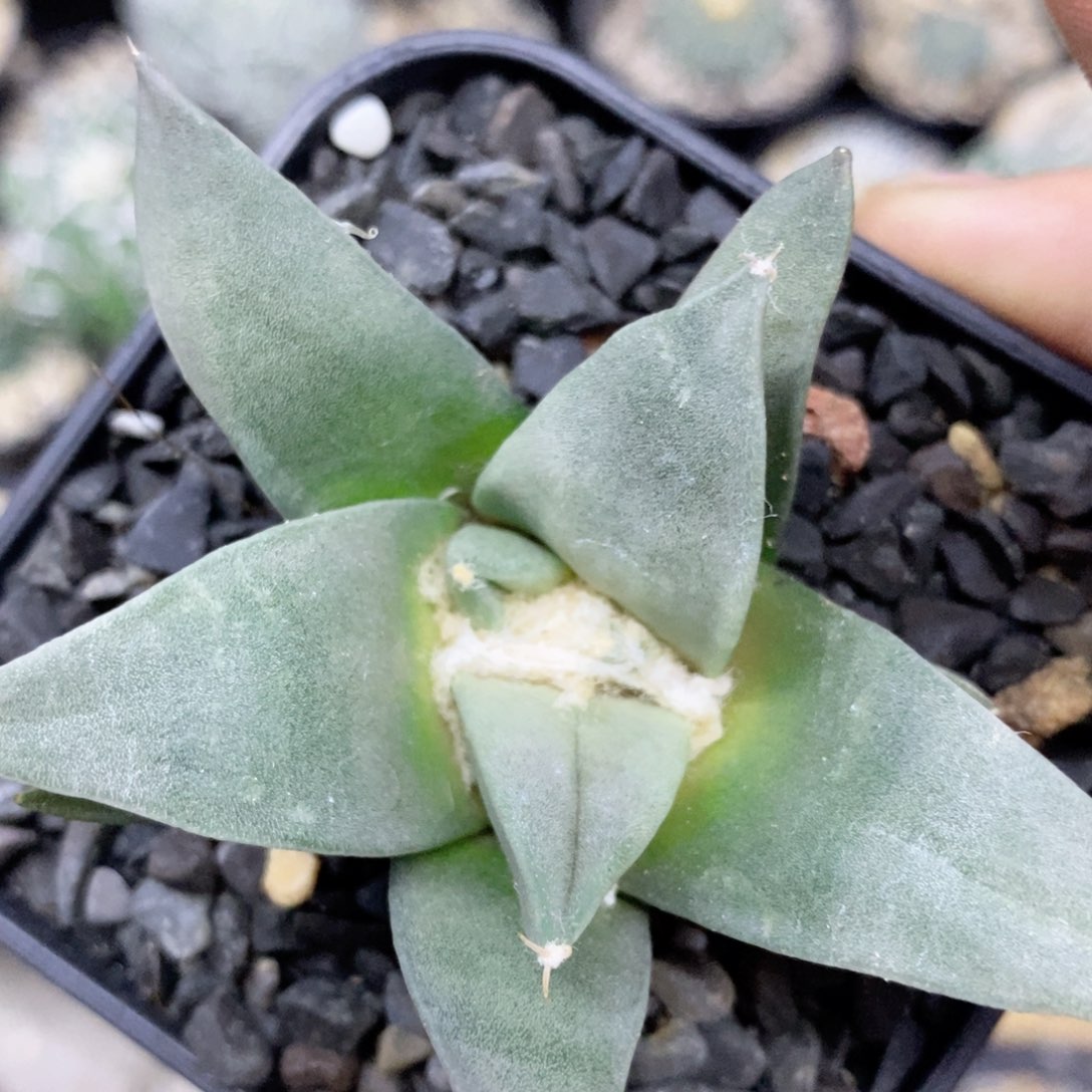 仙人球的世界里有