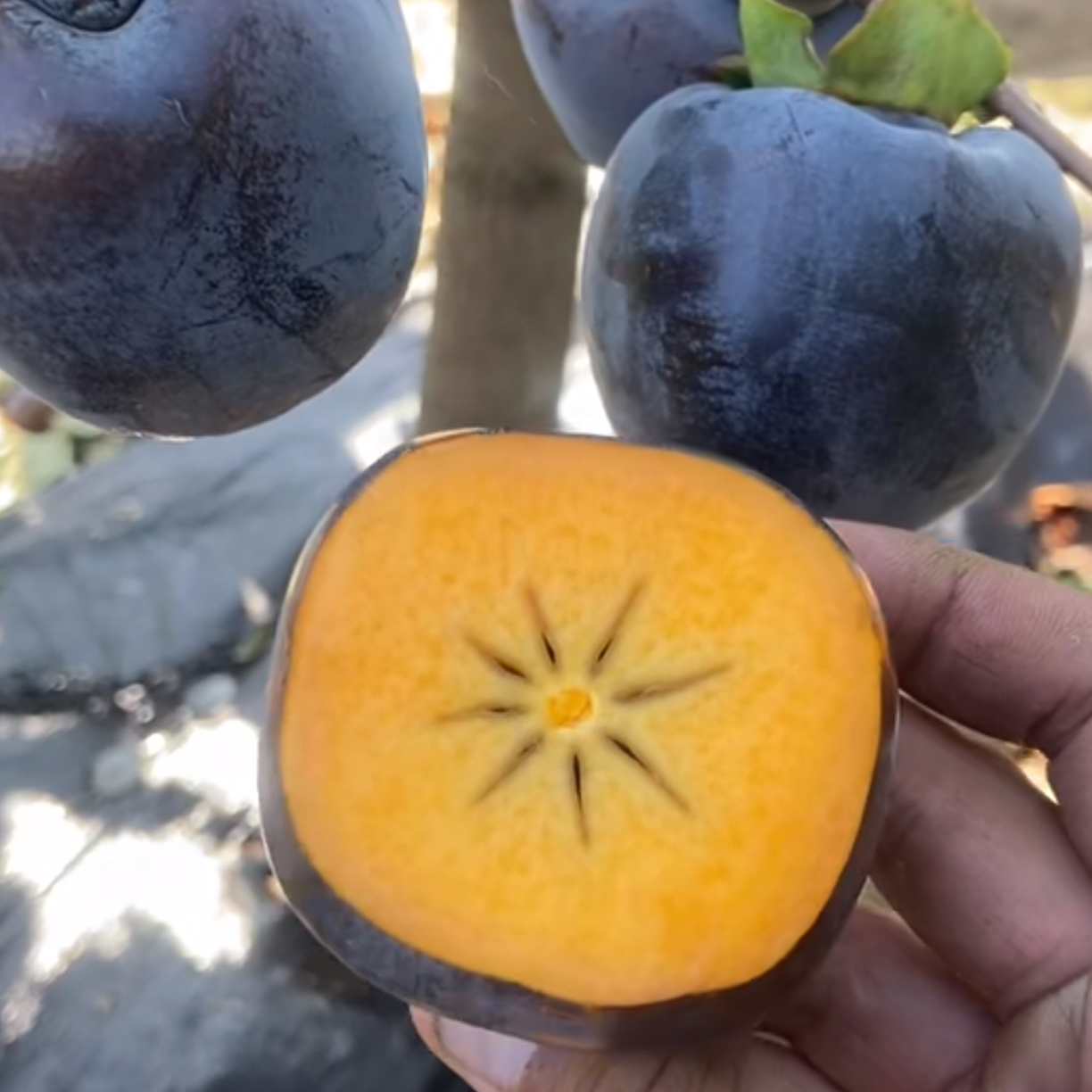 黑柿子树苖 嫁接黑色柿子苖超甜无涩黑脆柿子南北方种植当年结果