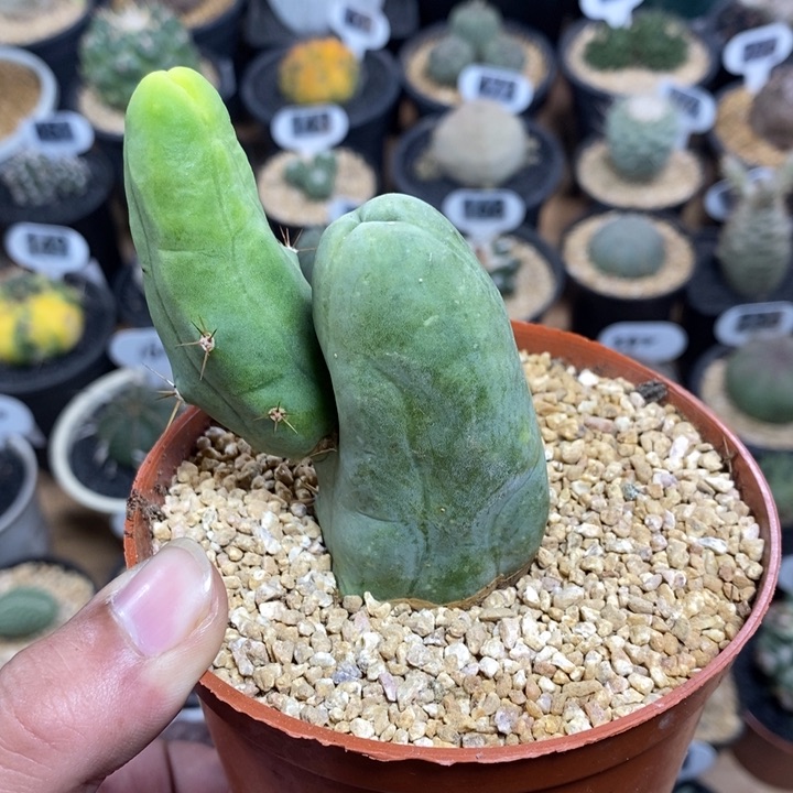 程程柱318号高度8cm