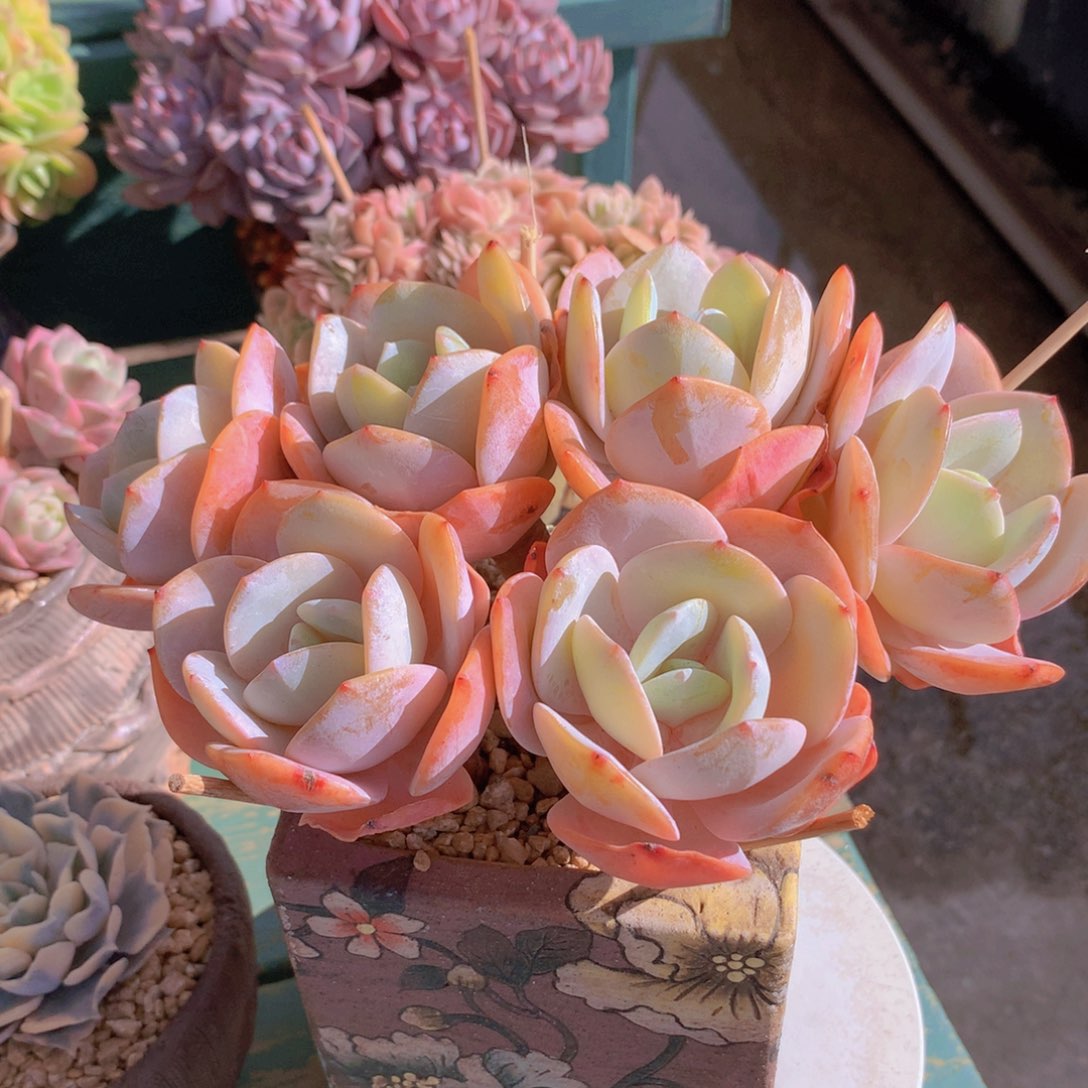 奶茶朵朵无砍自然群