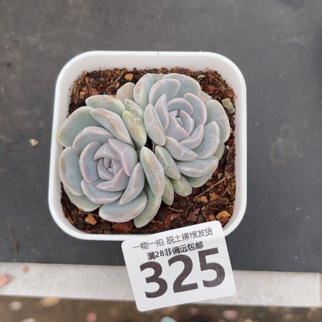 汉堡双头无盆土发货