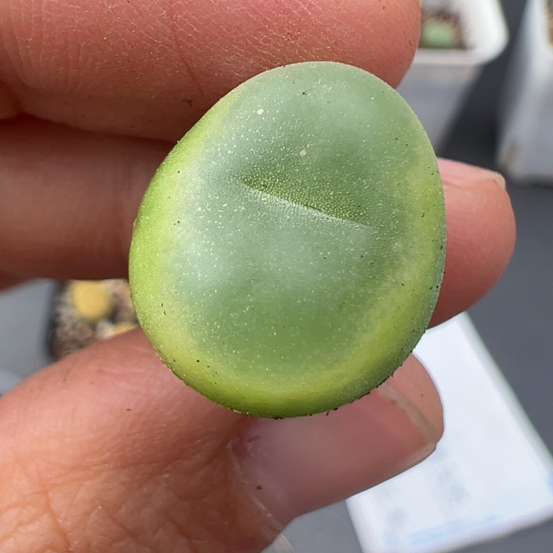 ****。12.1好看的多肉脱土发货