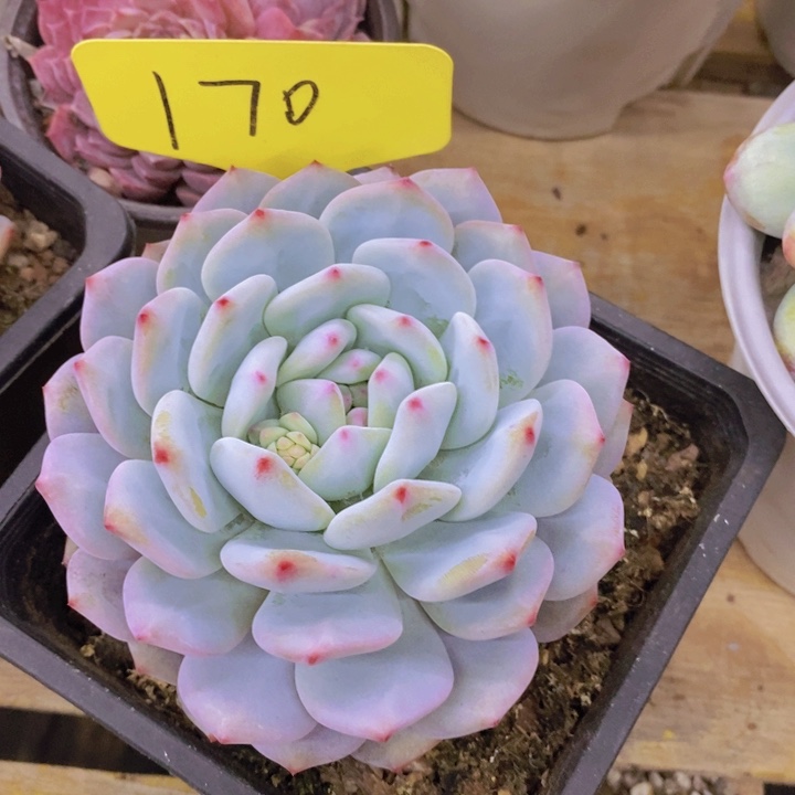 多肉植物，开心多肉