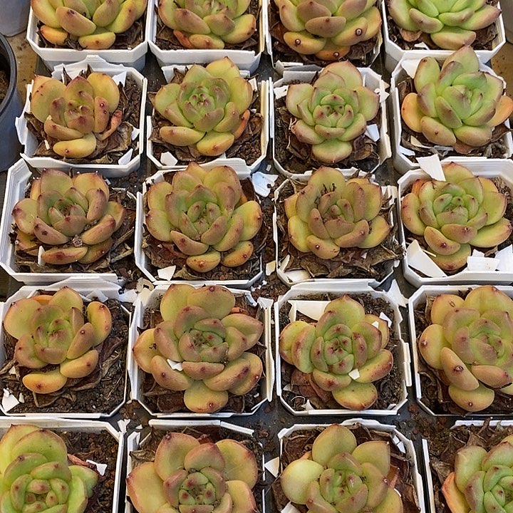 团  乐透珍妮  福利