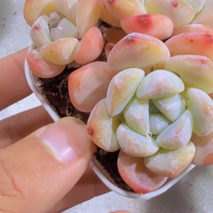 樱花珍妮冰玉群一颗