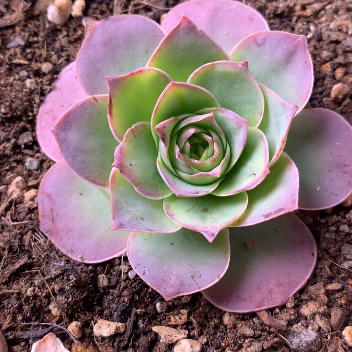 一物一拍绮梦晨光006