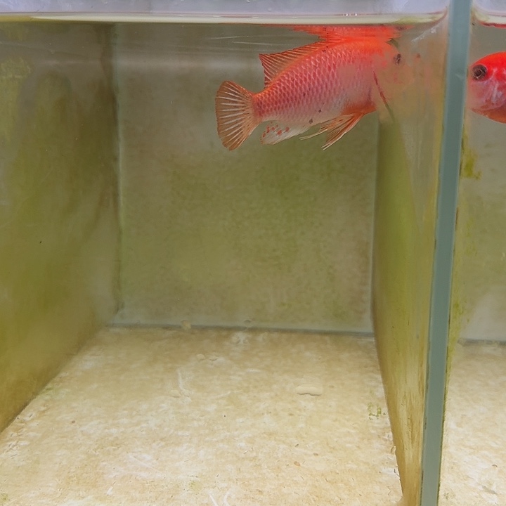 海水鱼314号太阳花红鸡