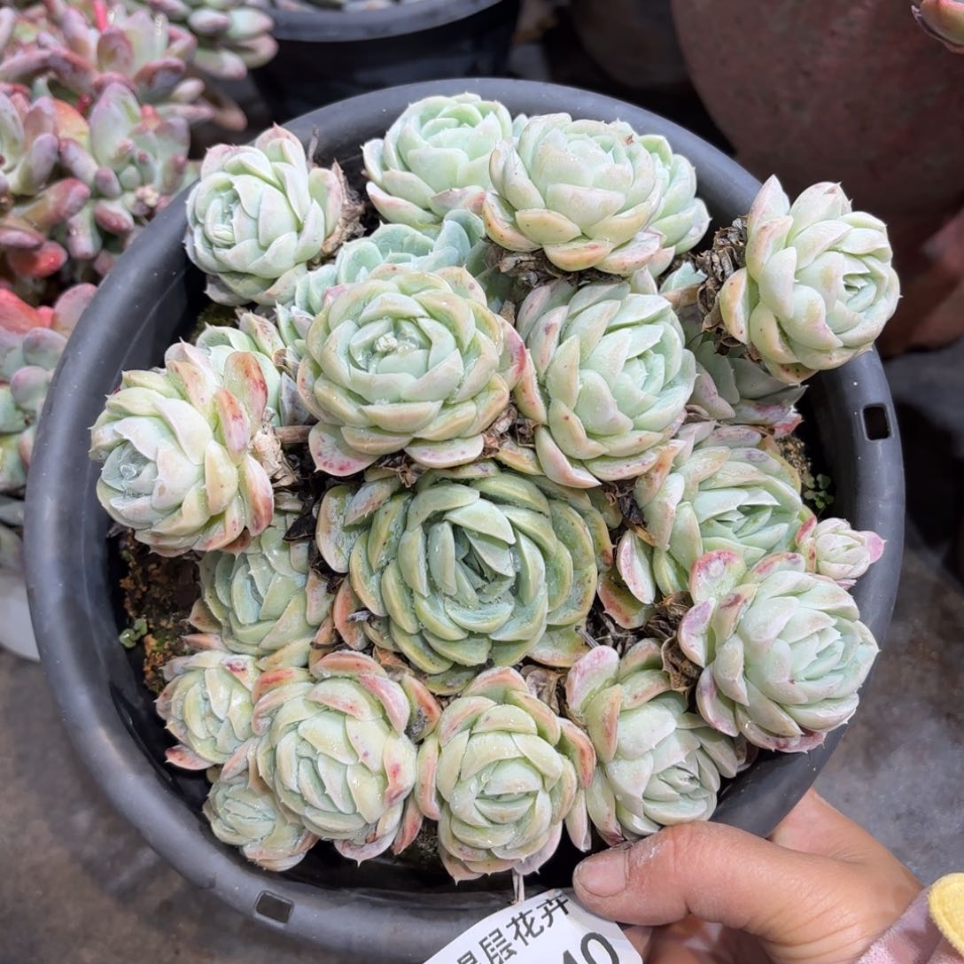 同温层多肉西娜340