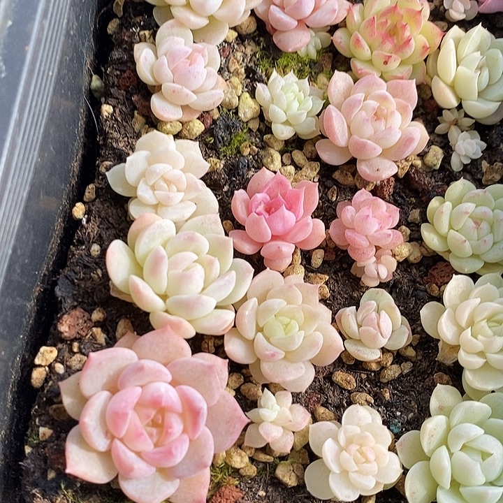 19 多肉植物盆栽花卉