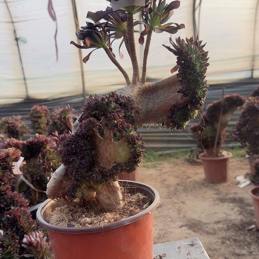 716黑法师一颗呀微瑕