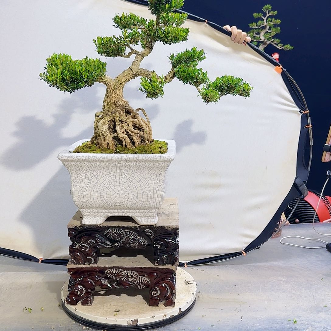 高端黄杨盆景艺术1***5