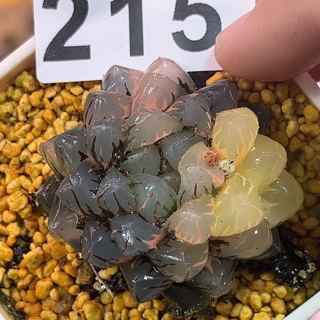 水中月锦十二卷多肉植物