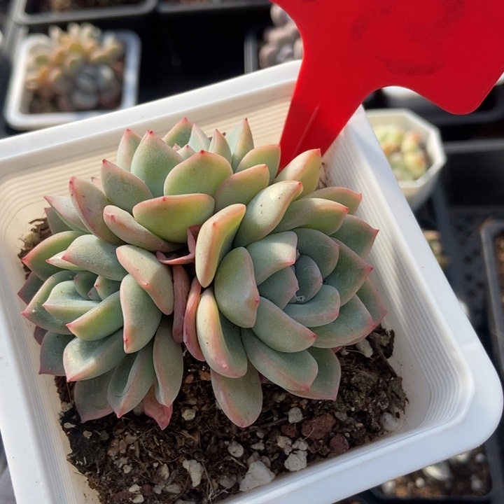 693泡芙多肉植物保护