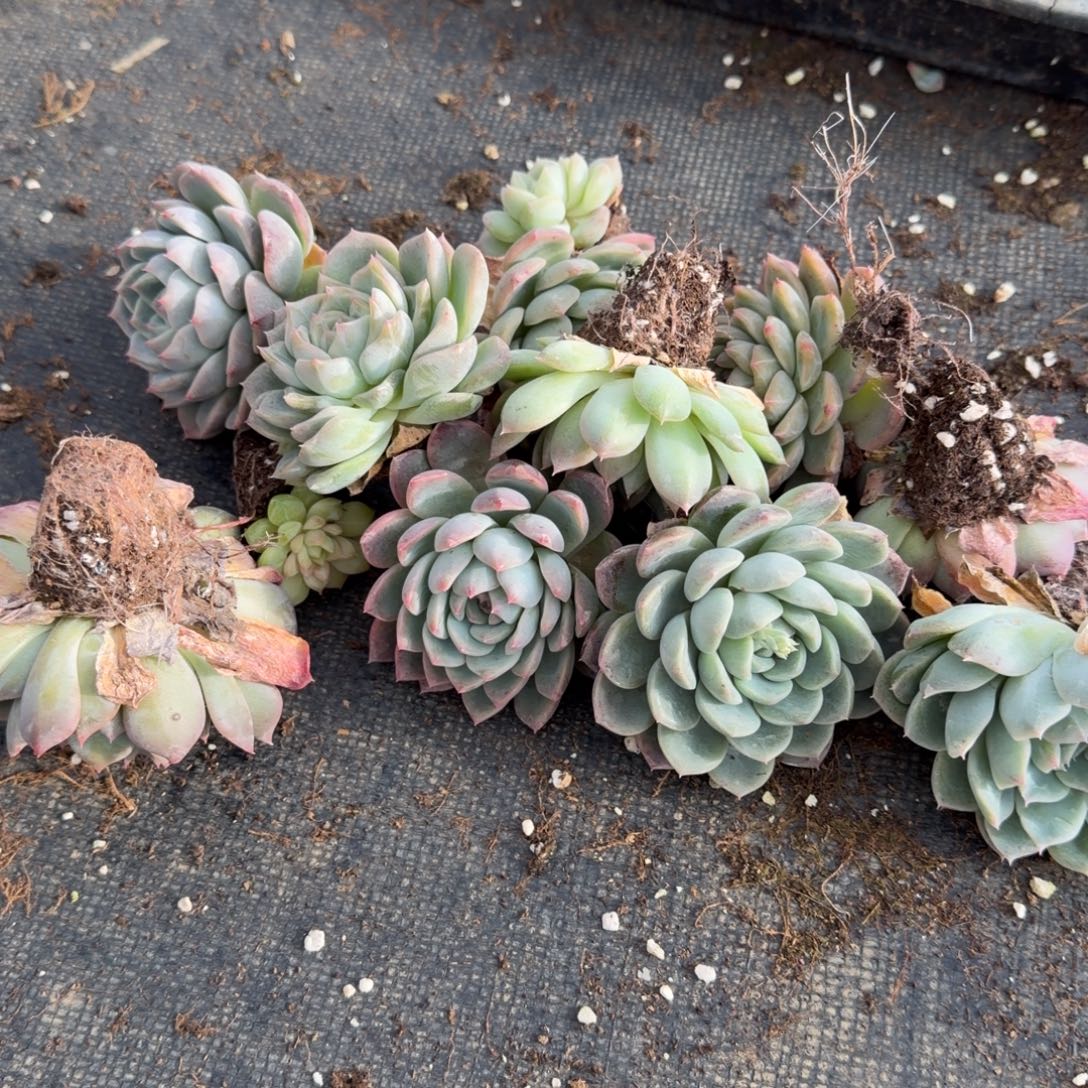 22-16未选育珍妮二十颗绿菜量拍左三