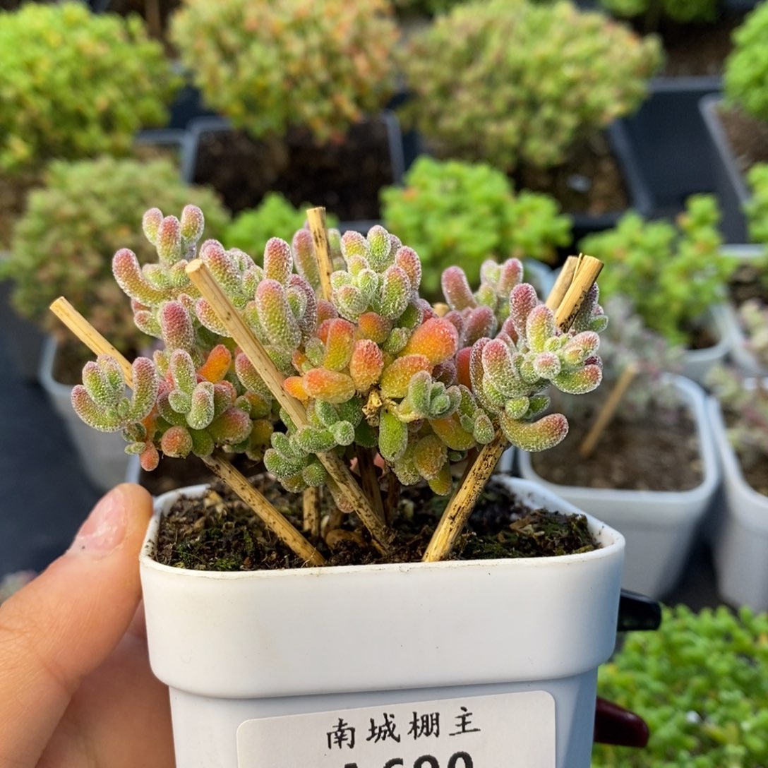 690优质冰晶枝干多肉