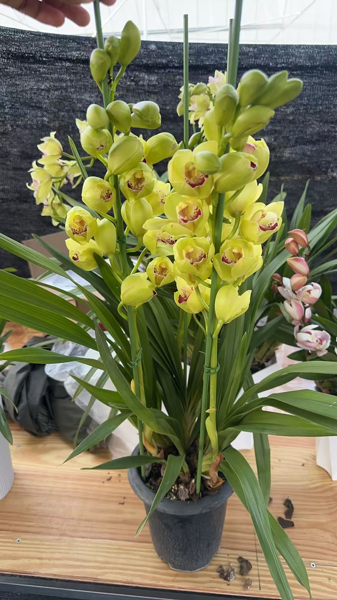 绿色翡翠—大花惠兰（零度以下拍保温）耐寒好养 气泡柱发货