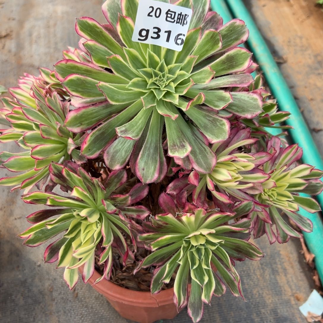 316天荷，满20包邮嘟叮熊