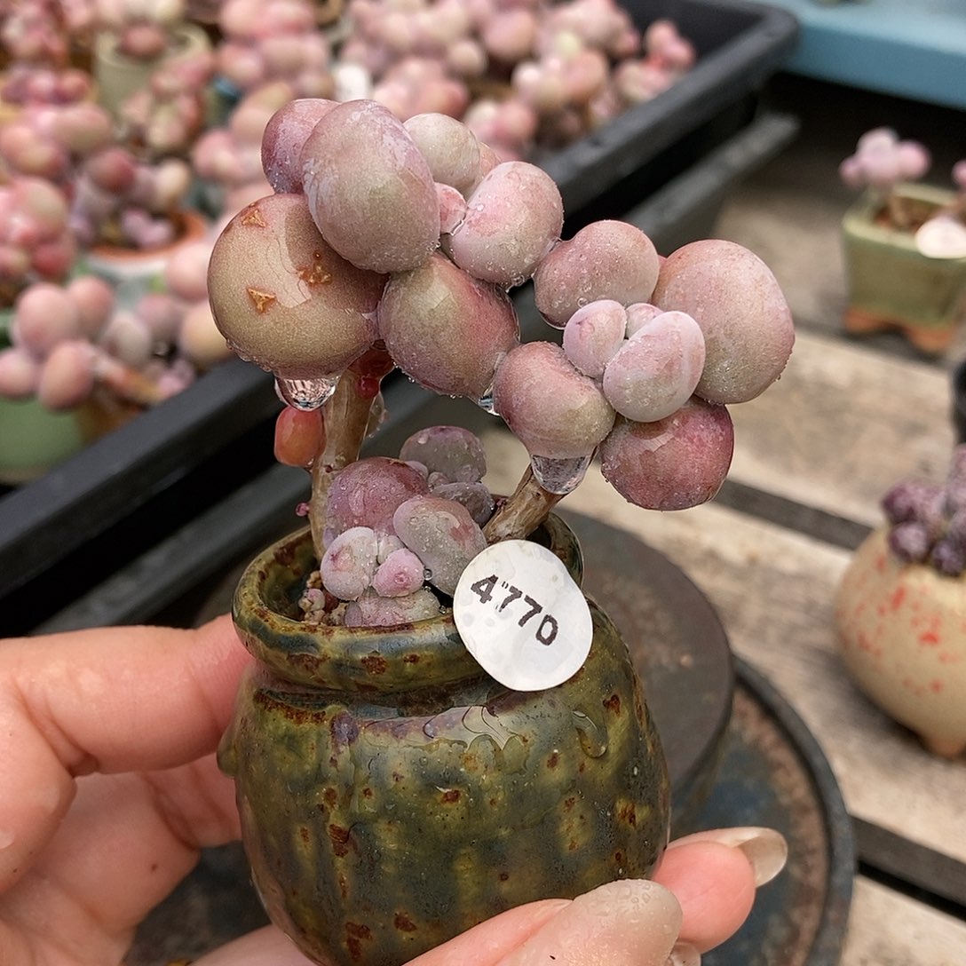 4770糖果腰子蛋带盆土