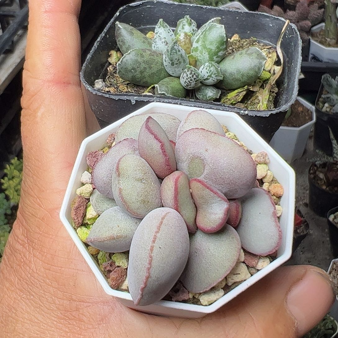 水泡组合红蛋和达摩海海报